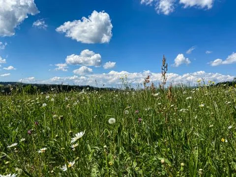 A dandelion meadow Stock Photos
