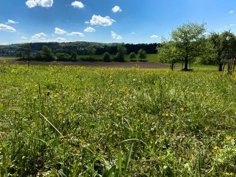 A dandelion meadow Stock Photos