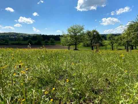 A dandelion meadow Stock Photos