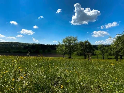 A dandelion meadow Stock Photos