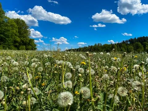 A dandelion meadow Stock Photos