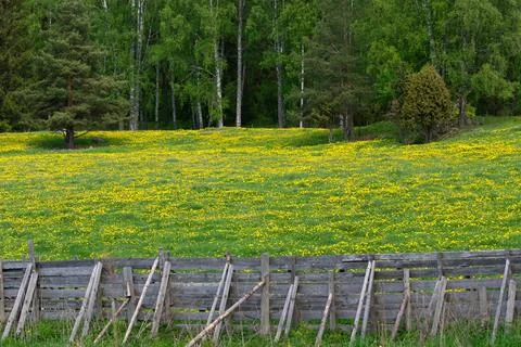 Dandelion meadow Stock Photos
