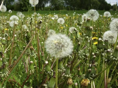 Dandelion meadow Stock Photos
