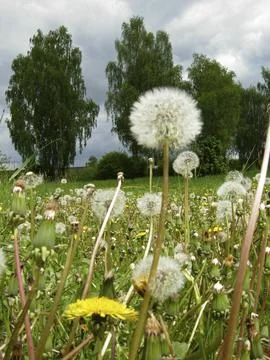 Dandelion meadow Stock Photos