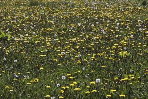 Dandelion meadow Stock Photos
