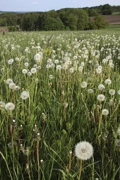 Dandelion meadow Foto stock