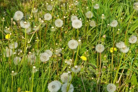 Dandelion Meadow Stock Photos
