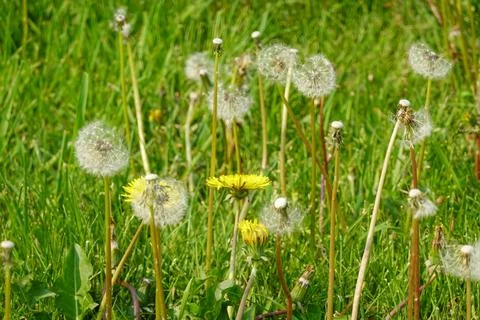 Dandelion Meadow Stock Photos