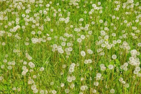 Dandelion Meadow Stock Photos