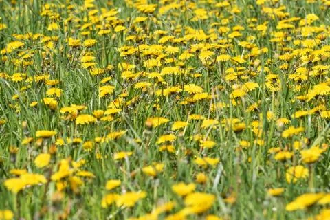 Dandelion meadow in the spring 스톡 사진