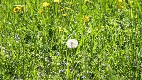 Dandelion in the meadow on a summer day Stock Footage 108775135