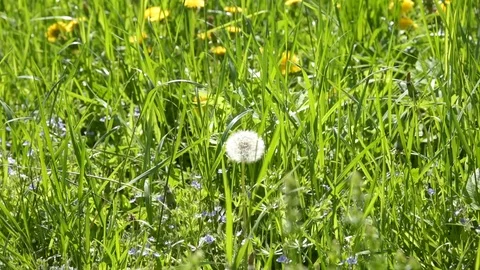 Dandelion in the meadow on a summer day Stock Footage 108775152
