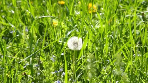 Dandelion in the meadow on a summer day Stock Footage 108775192