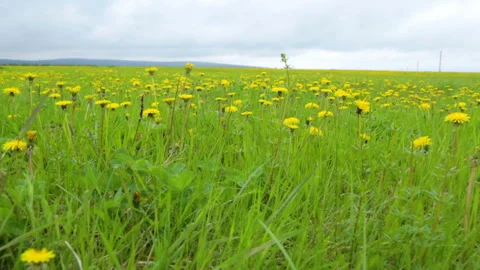Dandelion meadow summer day view Stock Footage 95942517