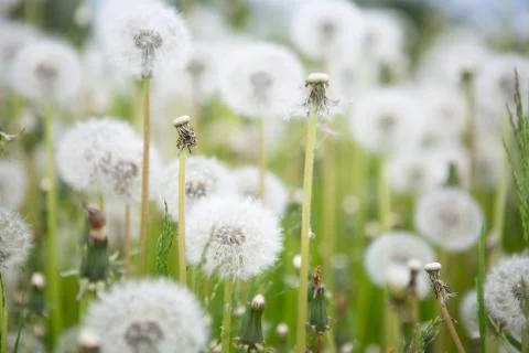 Dandelion on the meadow at sunlight background Stock Photos