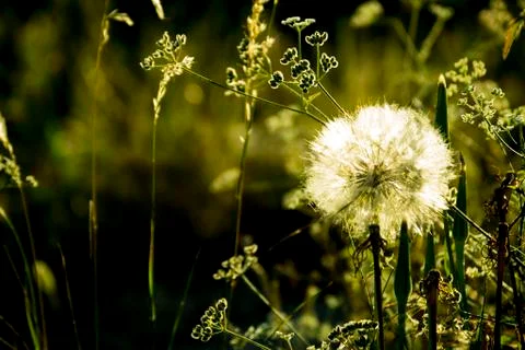 Dandelion in meadow while sunset Stock Photos