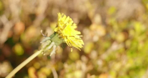 Dandelion in the meadow, wind sound Stock Footage 248353142