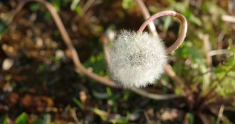 Dandelion  in the meadow, wind sound Stock Footage 248353186
