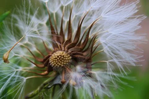 Dandelion with missing seeds blown by the wind. Stock Photos