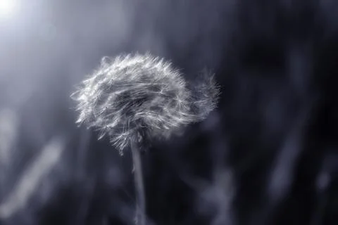 Dandelion, moonlight and wind. Stock Photos