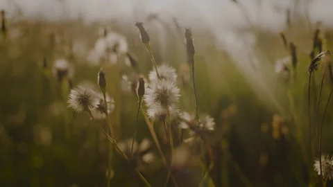 Dandelion in Morning Sunlight Stock Footage 262575274