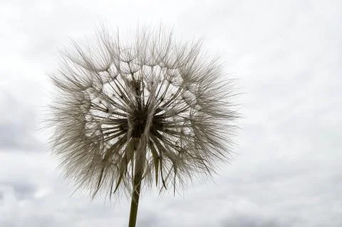 Dandelion,The most wonderful looking Devil Hair (Dandelion) Pictures of plants, Stock Photos