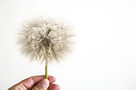 Dandelion,The most wonderful looking Devil Hair (Dandelion) Pictures of plants, Stock Photos