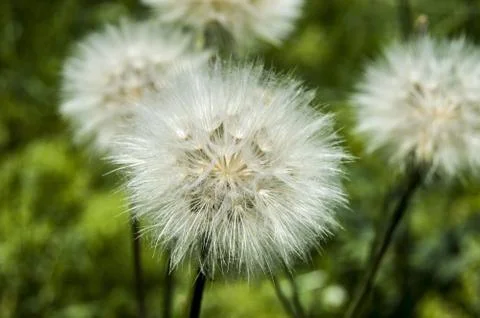 Dandelion,The most wonderful looking Devil Hair (Dandelion) Pictures of plants, Stock Photos