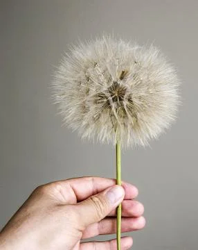 Dandelion,The most wonderful looking Devil Hair (Dandelion) Pictures of plants, Stock Photos