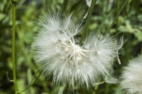 Dandelion,The most wonderful looking Devil Hair (Dandelion) Pictures of plants, Stock Photos