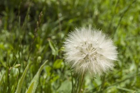 Dandelion,The most wonderful looking Devil Hair (Dandelion) Pictures of plants, Stock Photos