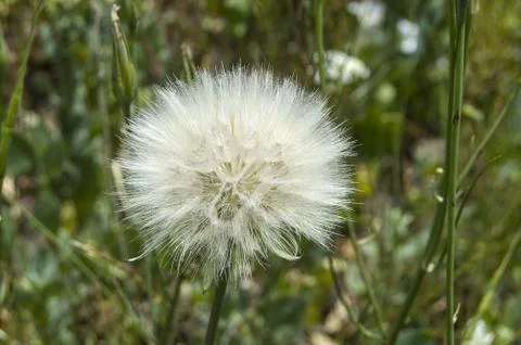 Dandelion,The most wonderful looking Devil Hair (Dandelion) Pictures of plants, Stock Photos