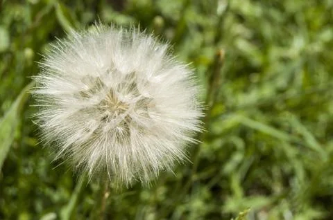 Dandelion,The most wonderful looking Devil Hair (Dandelion) Pictures of plants, Stock Photos