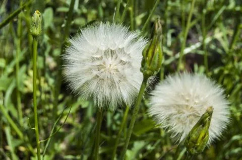 Dandelion,The most wonderful looking Devil Hair (Dandelion) Pictures of plants, Stock Photos