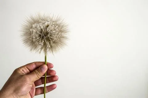 Dandelion,The most wonderful looking Devil Hair (Dandelion) Pictures of plants, Stock Photos