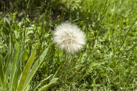 Dandelion,The most wonderful looking Devil Hair (Dandelion) Pictures of plants, Stock Photos