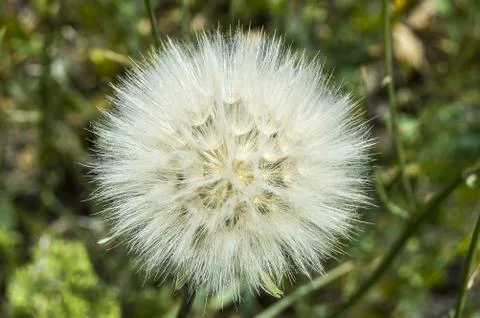 Dandelion,The most wonderful looking Devil Hair (Dandelion) Pictures of plants, Stock Photos