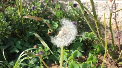 Dandelion moved by the wind Stock Footage 219237911