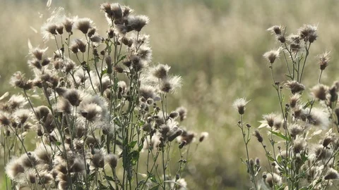 Dandelion moved by the wind in a meadow at sunset Stock-Footage 112004611