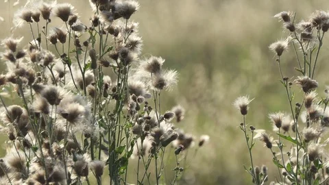 Dandelion moved by the wind in a meadow at sunset with camera zoom in Video stock 112004650