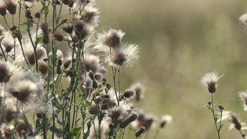 Dandelion moved by the wind in a meadow at sunset with camera zoom out Stock-Footage 112004665