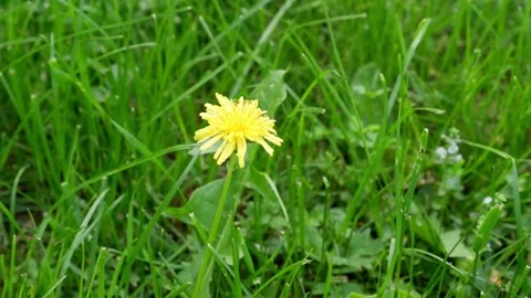 Dandelion movement on a blurred background. Stock Footage 155682118