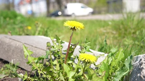 Dandelion moving in the wind, city in the background Stock Footage 276724268
