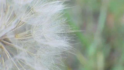 Dandelion on natural background Stock-Footage 147912884