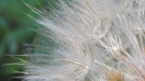 Dandelion on natural background Stock Footage 165189526