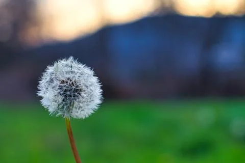 Dandelion with natural light Stock Photos