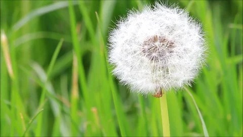 Dandelion in the nature Stock Footage