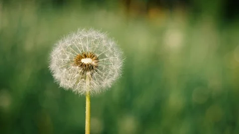 Dandelion in nature grows from green grass Stock-Footage 110469830