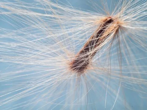 Dandelion on nature Photos