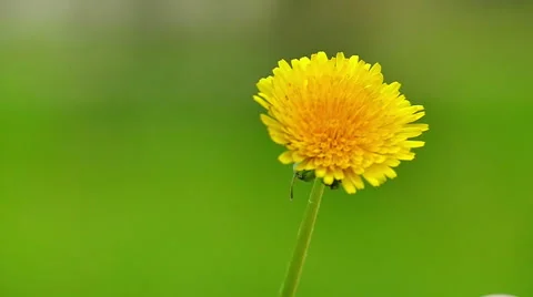 Dandelion in Nature in Slow Motion Video stock 57253660